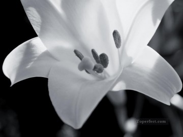 En blanco y negro Painting - xsh502 flores en blanco y negro